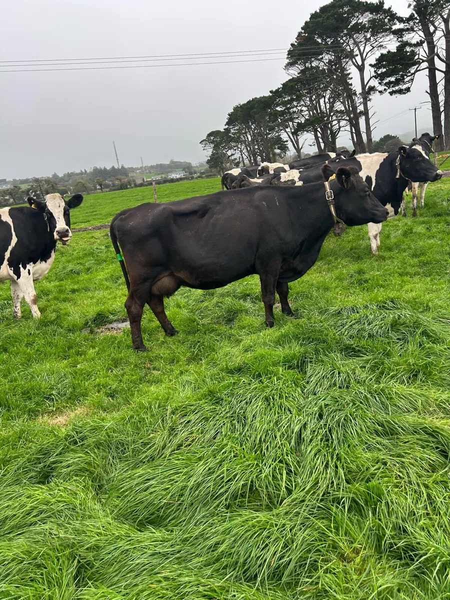 Young empty cows - Image 2