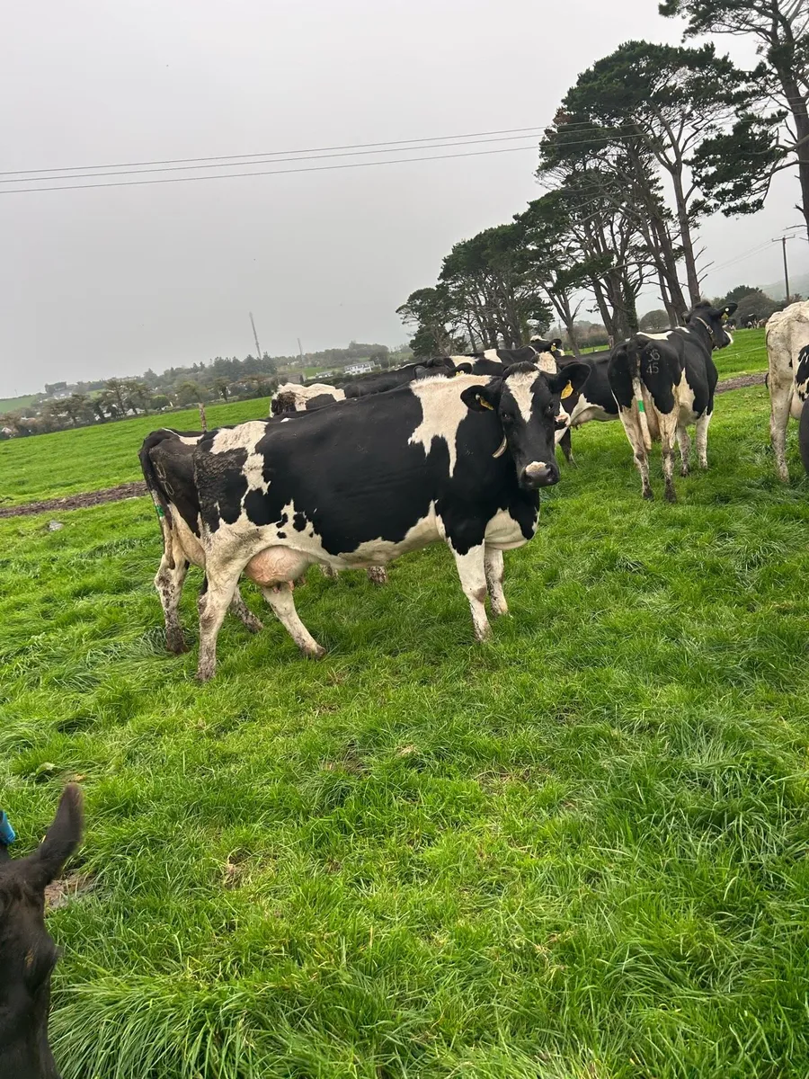 Young empty cows - Image 1