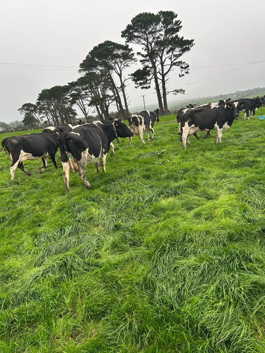 Young empty cows - Image 4