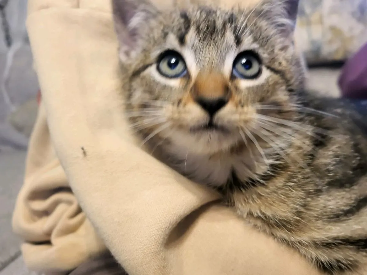 2 adorable Kittens - Image 1