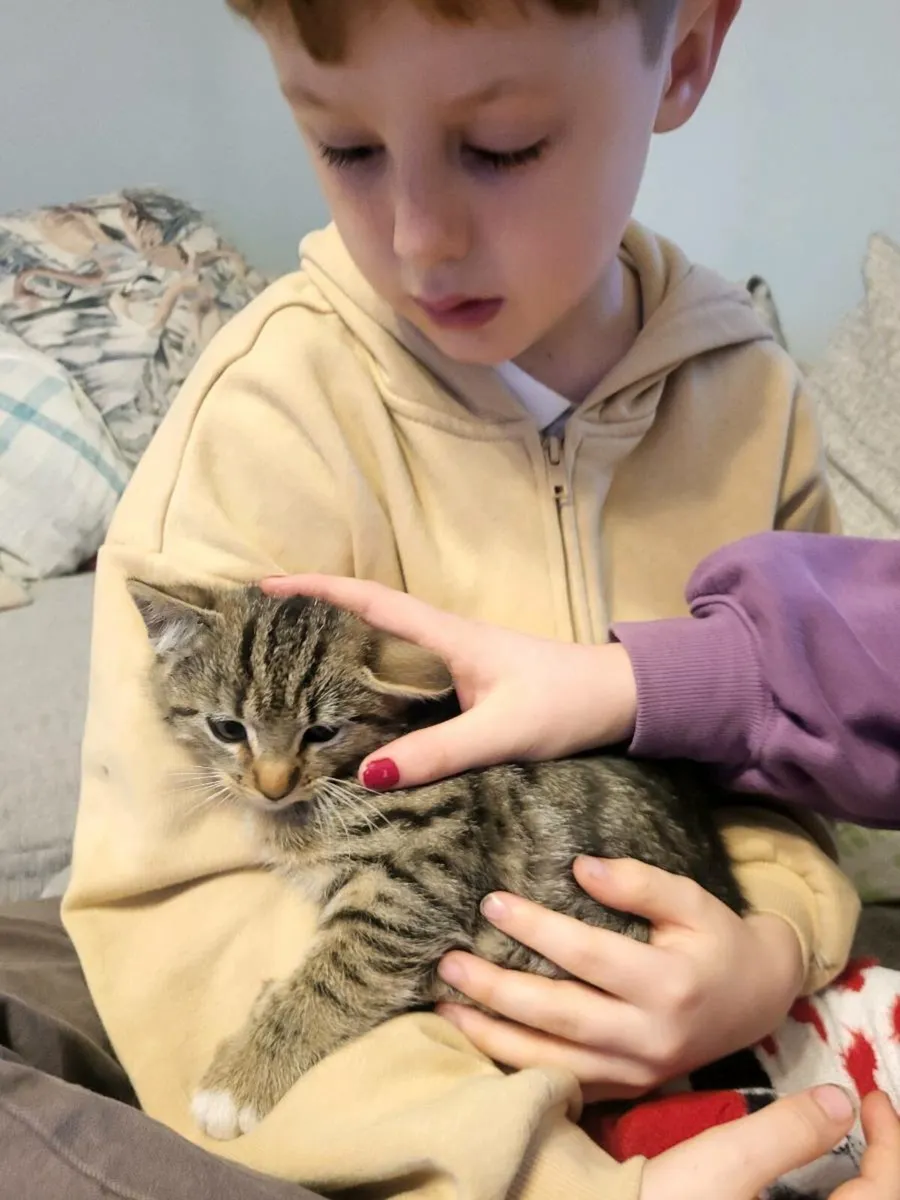 2 adorable Kittens - Image 3