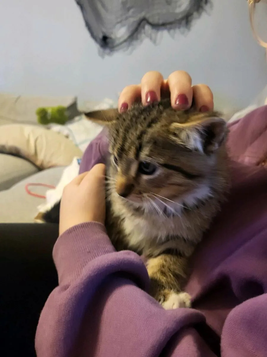 2 adorable Kittens - Image 4