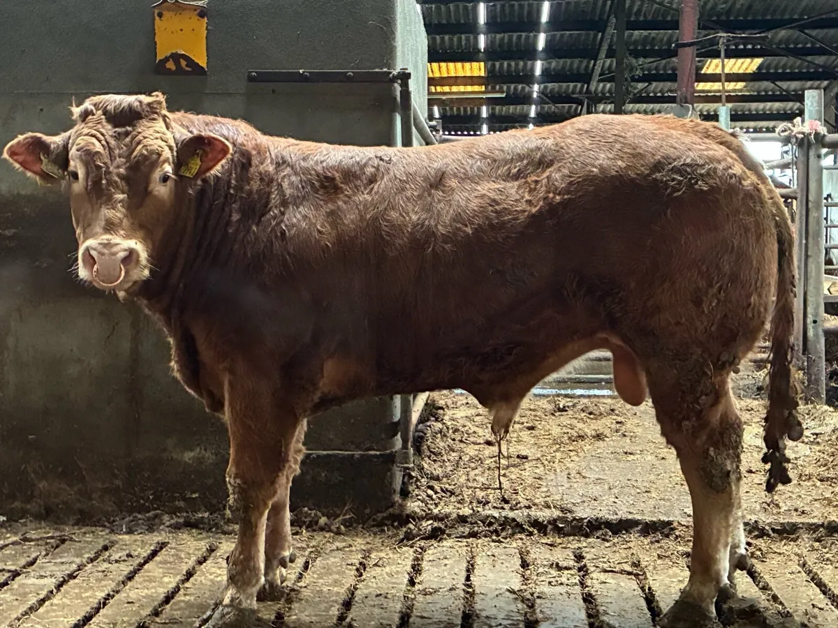 PBR limousin bull for sale - Image 1