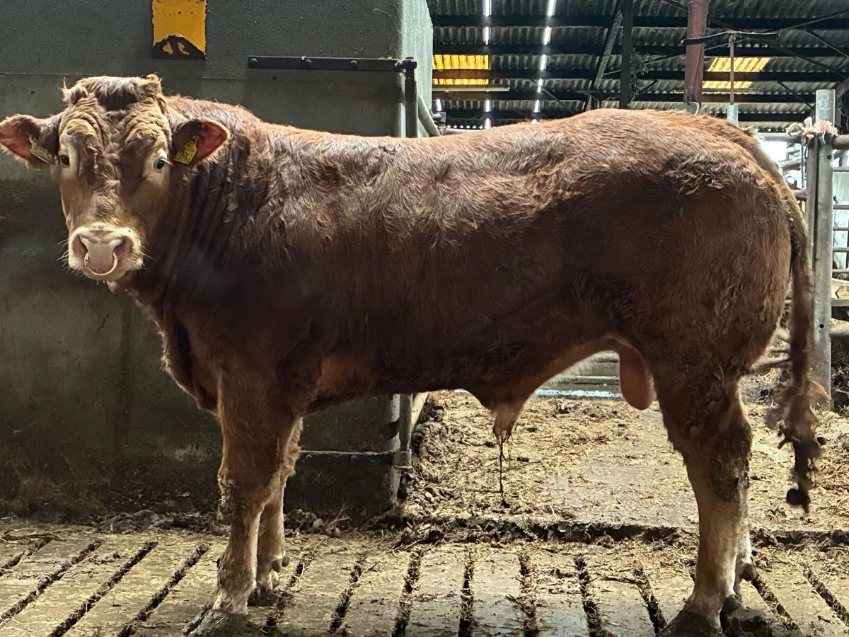 PBR limousin bull for sale - Image 2