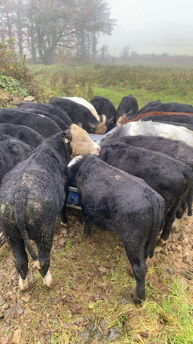 20 Spring born Weanlings - Image 1