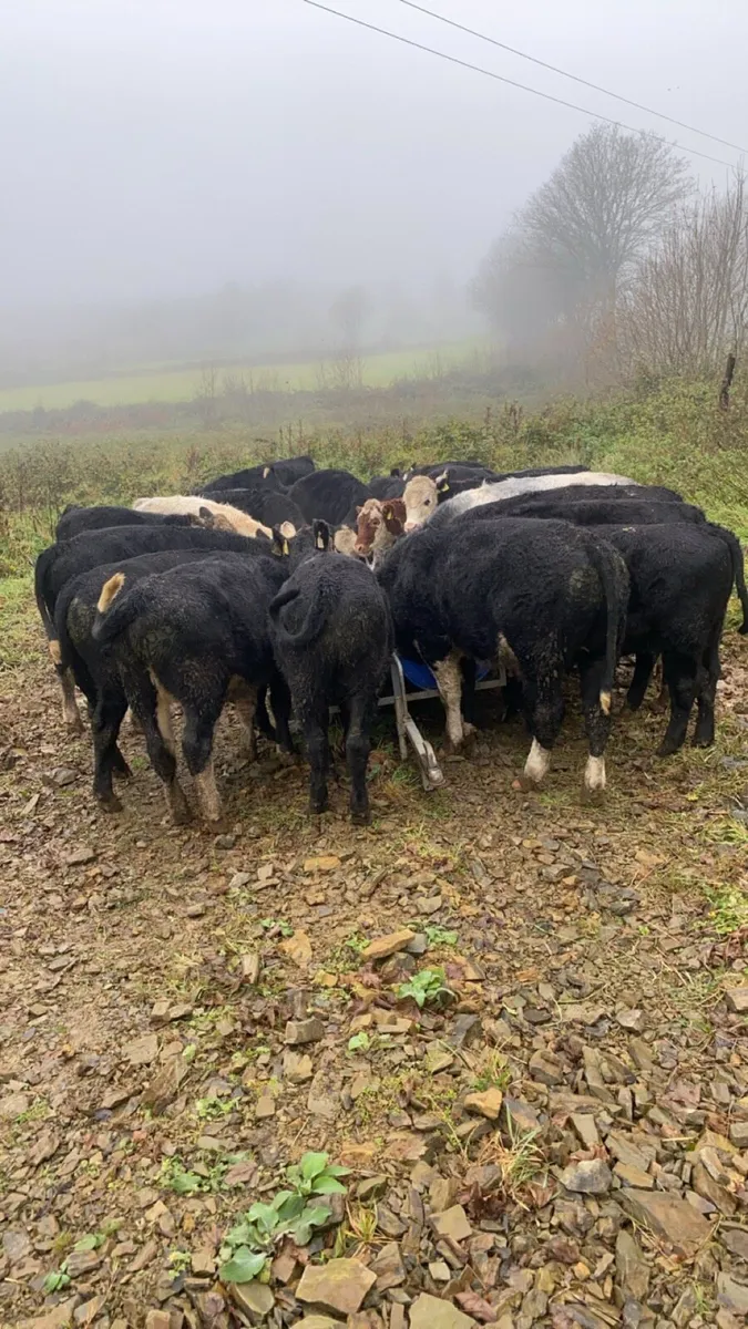 20 Spring born Weanlings - Image 2