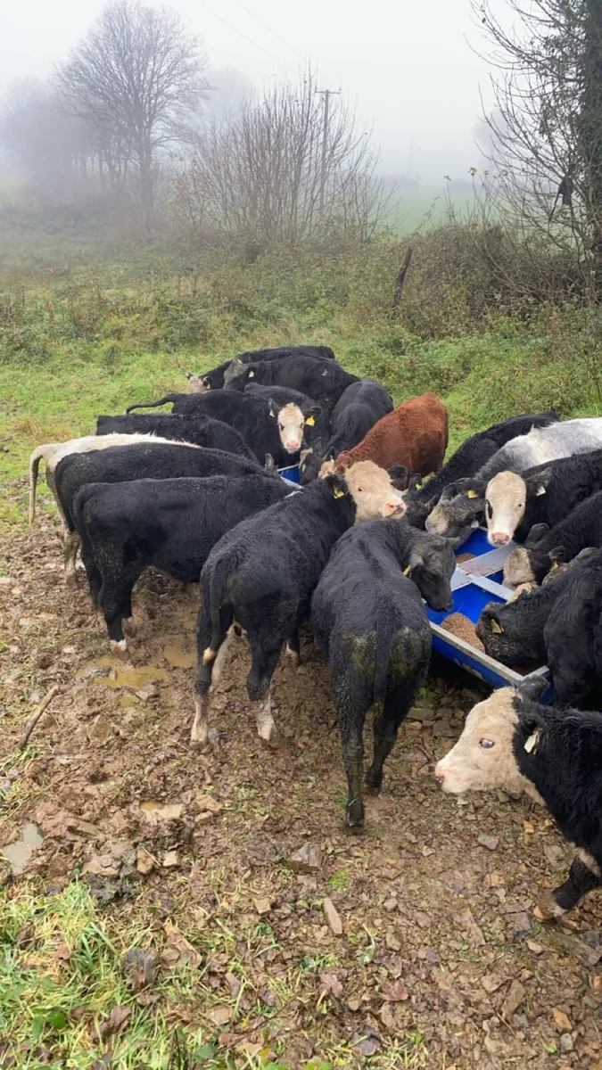 20 Spring born Weanlings - Image 3