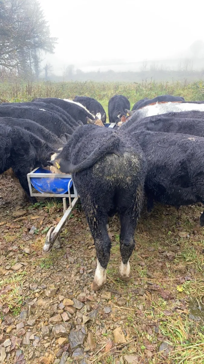 20 Spring born Weanlings - Image 4