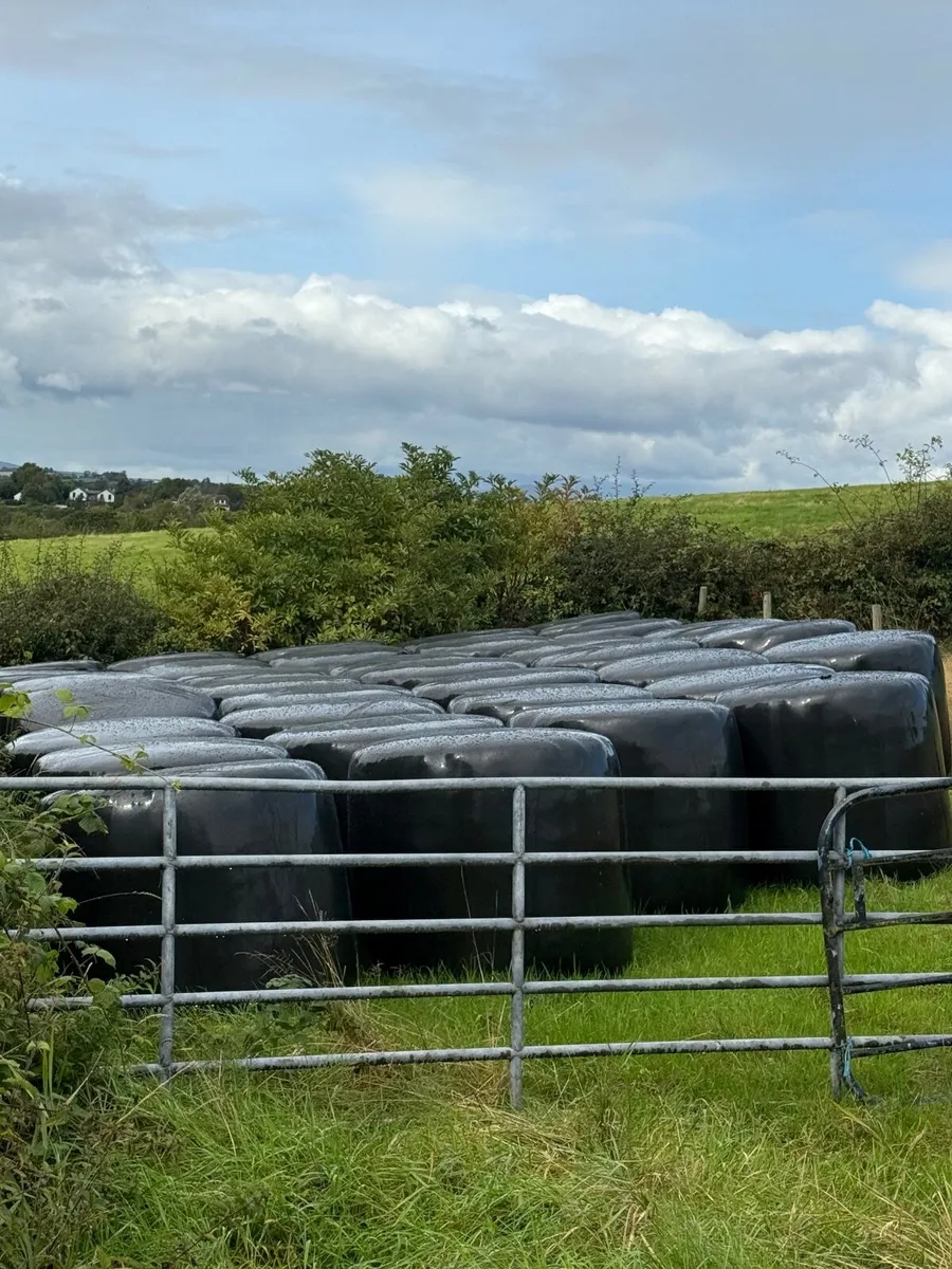 Silage - Image 2