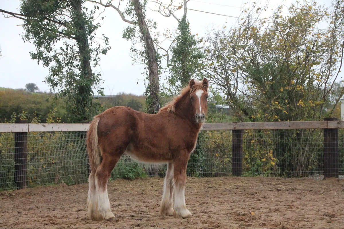 Colt to make 15 hands - Image 1