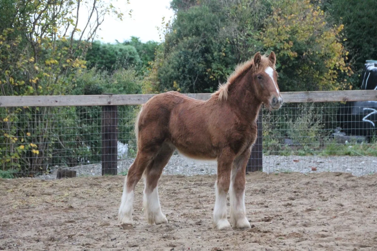 Colt to make 15 hands - Image 2