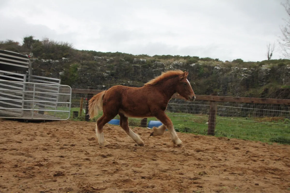 Colt to make 15 hands - Image 3