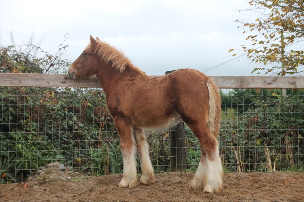 Colt to make 15 hands - Image 4