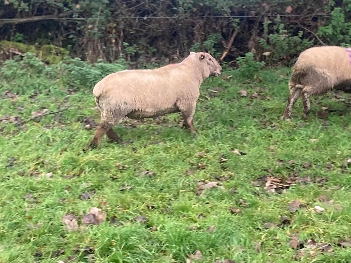 Rams for sale - Image 1