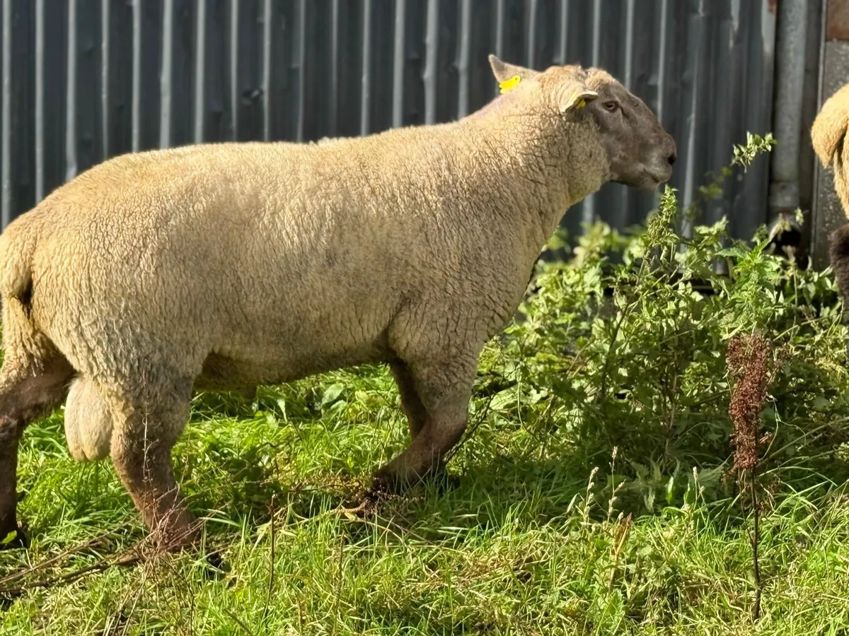 Rams for sale - Image 3