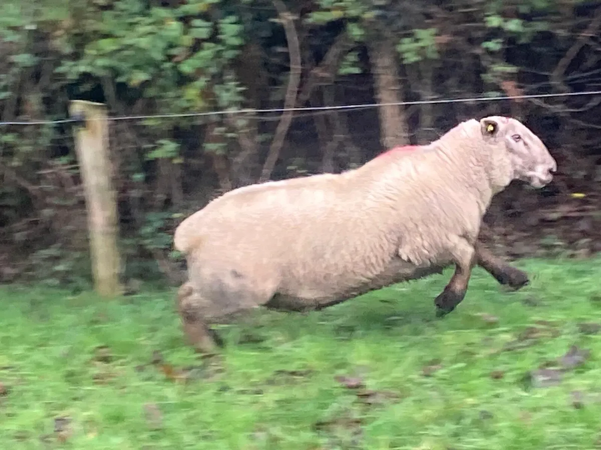 Rams for sale - Image 4