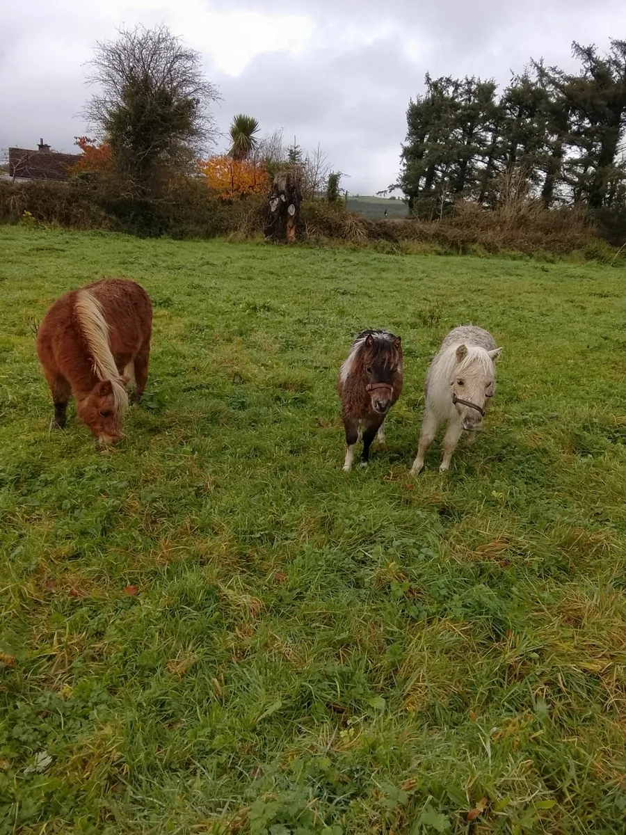 Miniature pony's for sale - Image 1