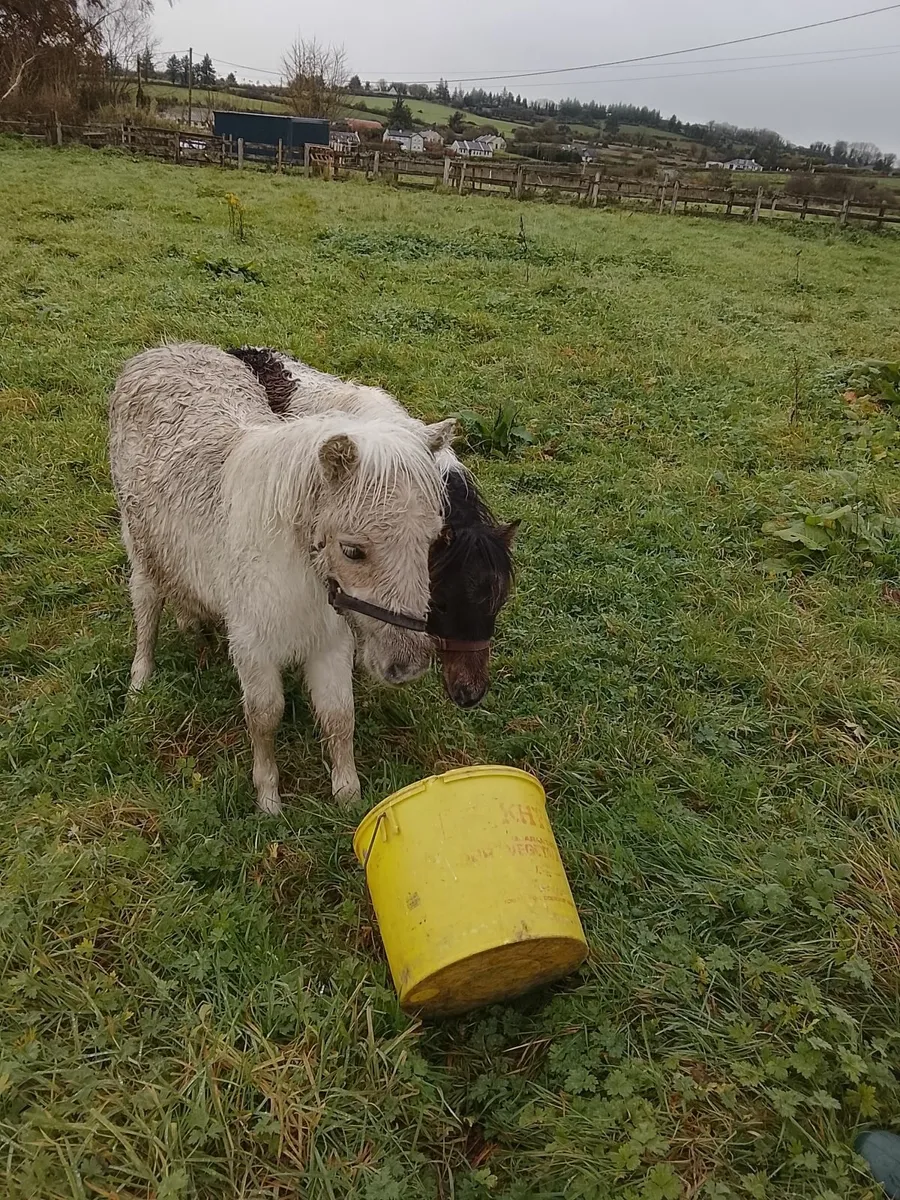 Miniature pony's for sale - Image 2