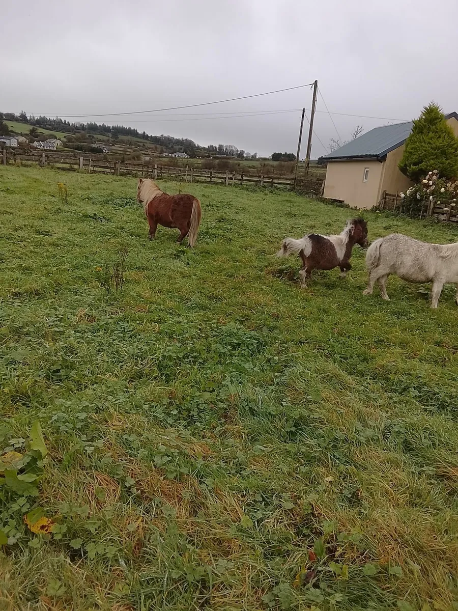 Miniature pony's for sale - Image 3