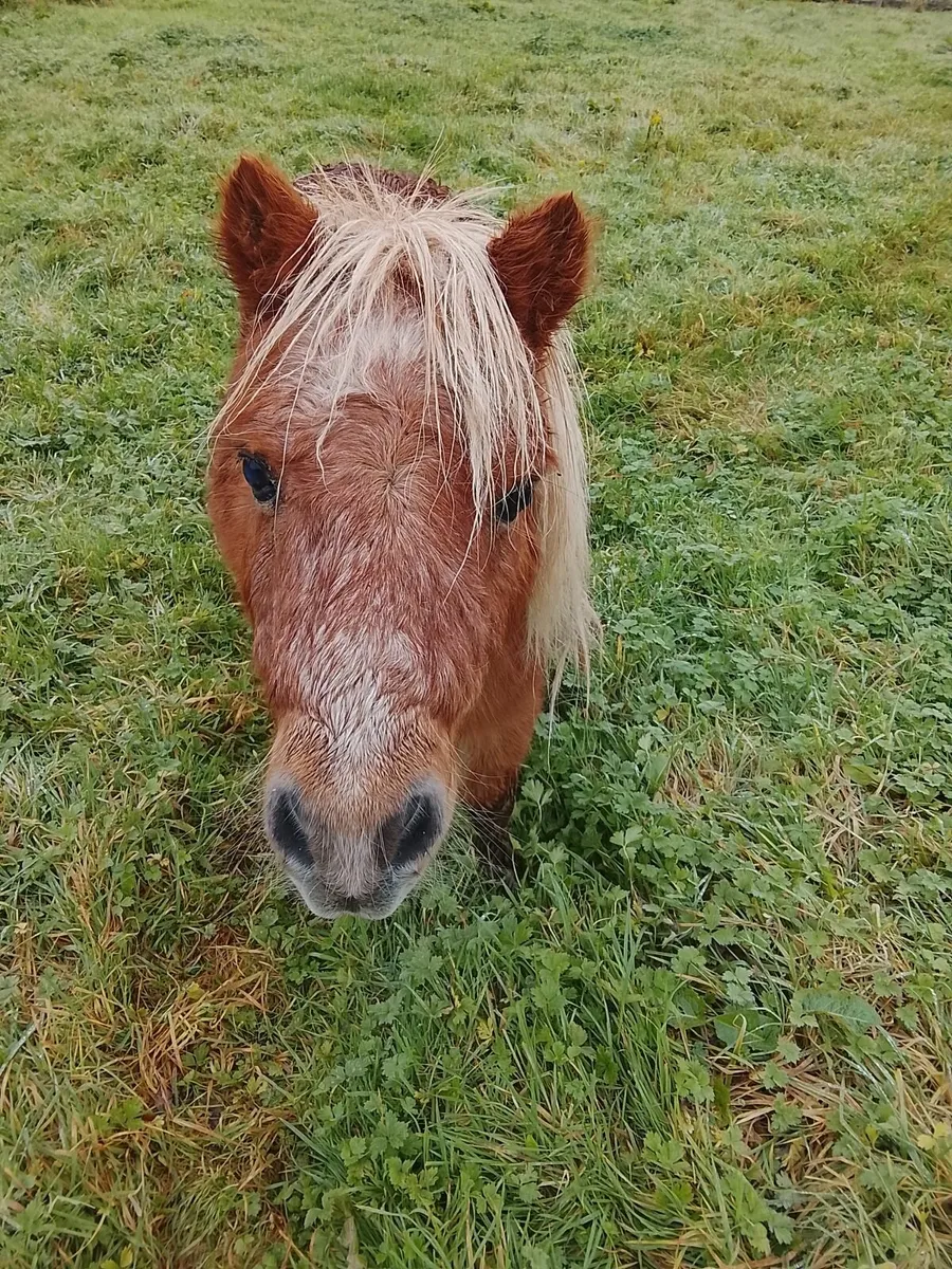 Miniature pony's for sale - Image 4