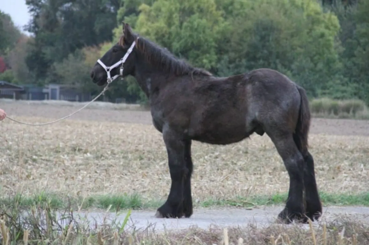 Blue Roan Draft colt - Image 2