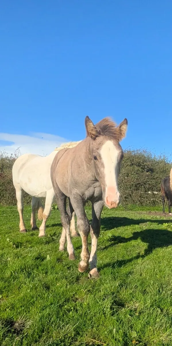 FRIDAY FUSION - Image 1