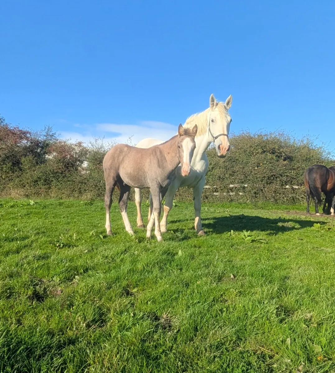 FRIDAY FUSION - Image 2