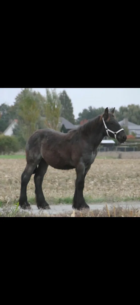 Blue Roan Draft colt - Image 3
