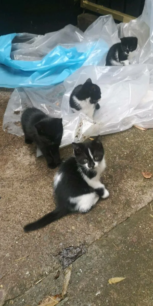 Black bombay kitten Male - Image 3