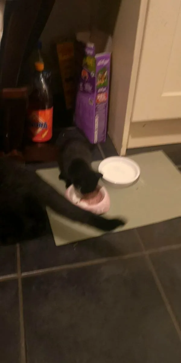 Black bombay kitten Male - Image 4