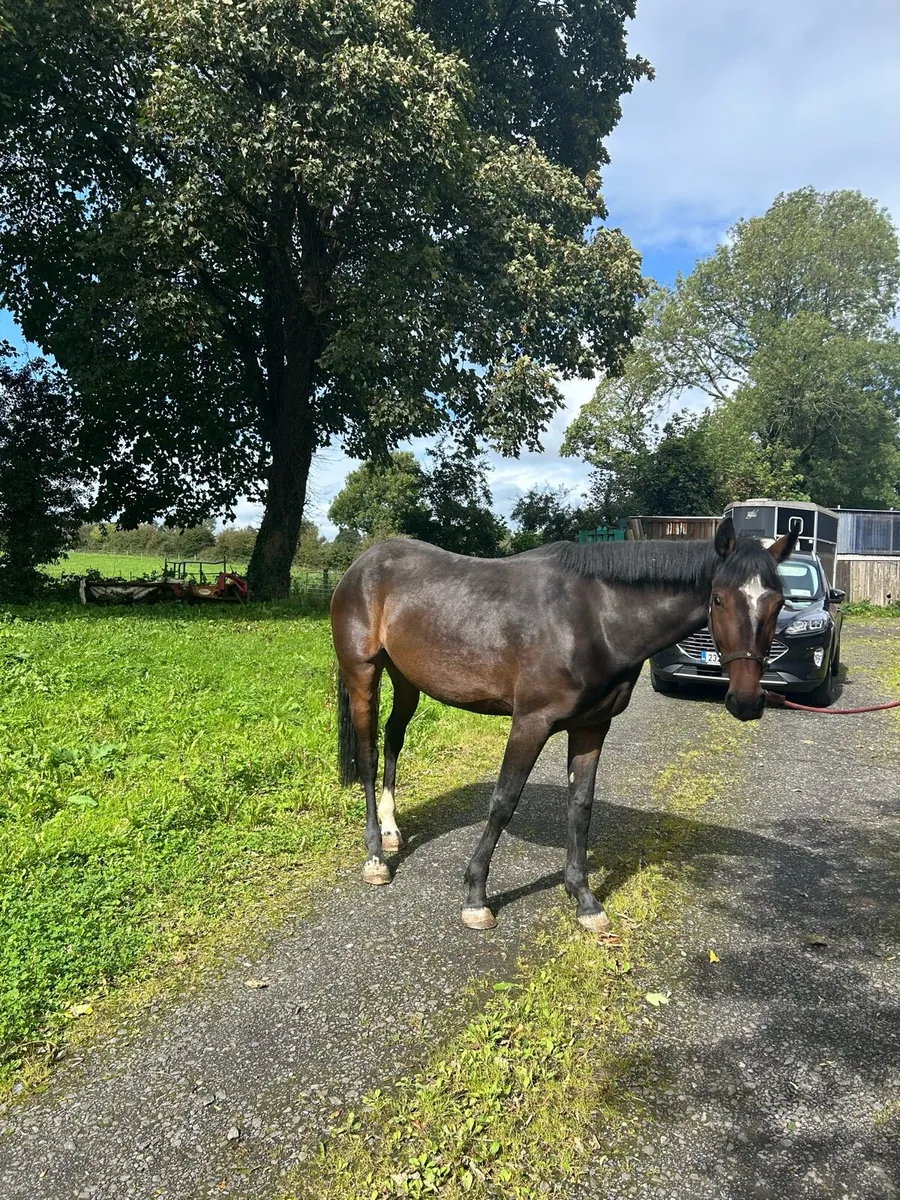 4 year old filly - Image 1