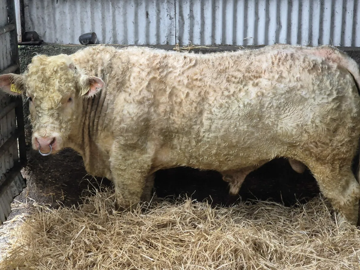 PBR Charolais Bull - Image 1