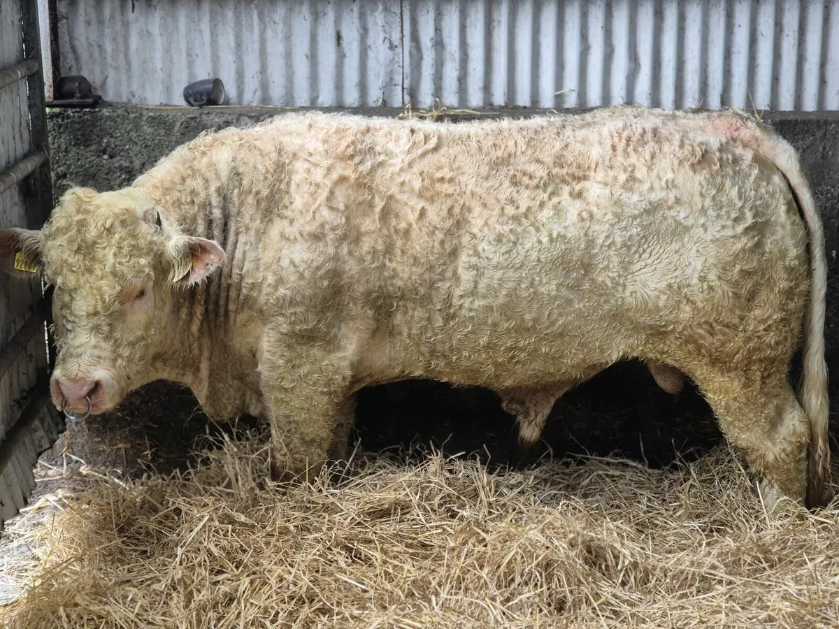 PBR Charolais Bull - Image 2