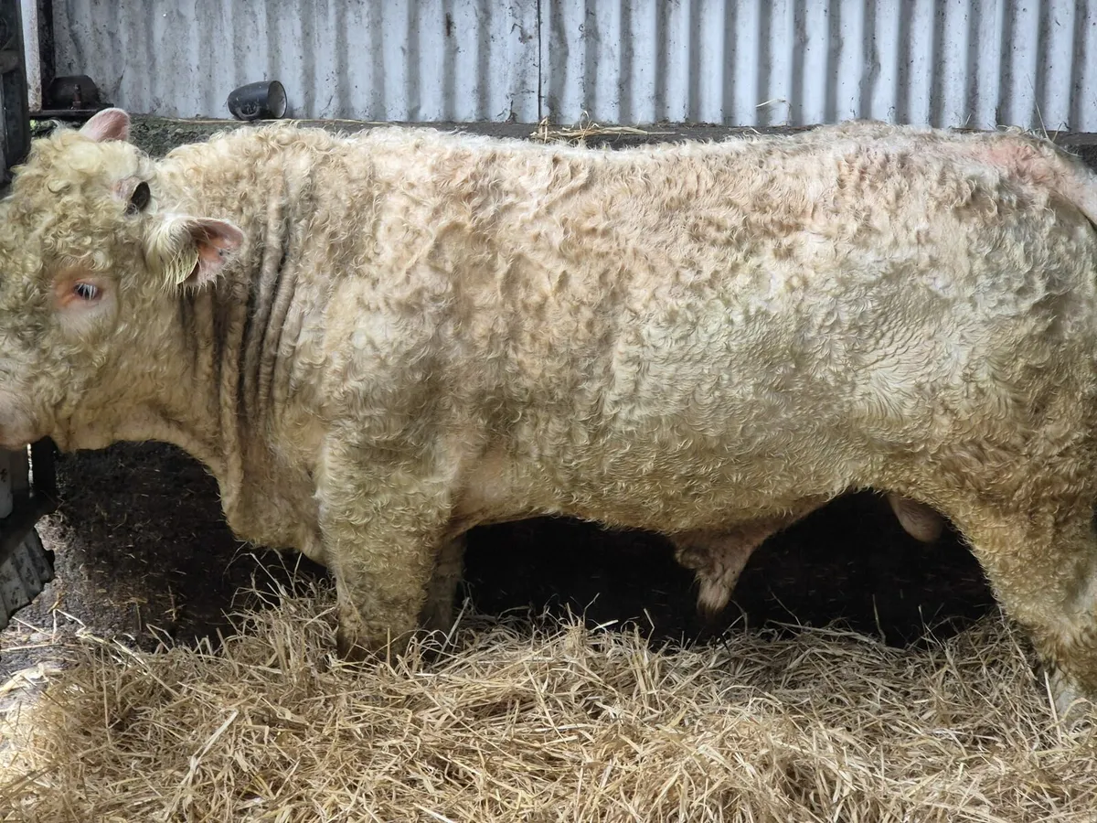 PBR Charolais Bull - Image 3
