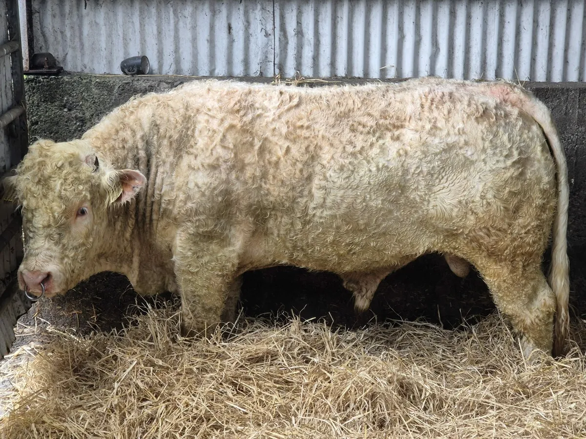 PBR Charolais Bull - Image 4