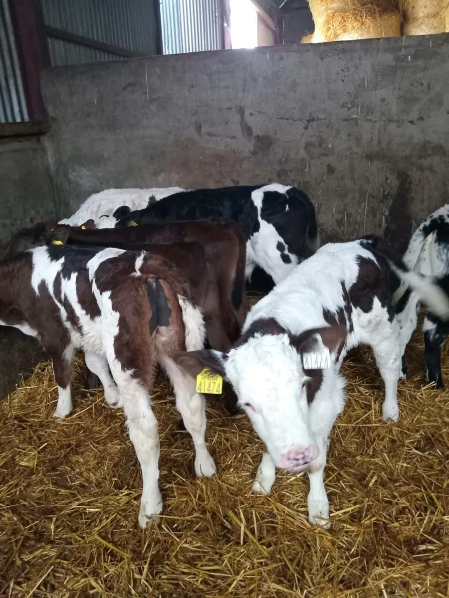 8 smashing continental bull calves - Image 2