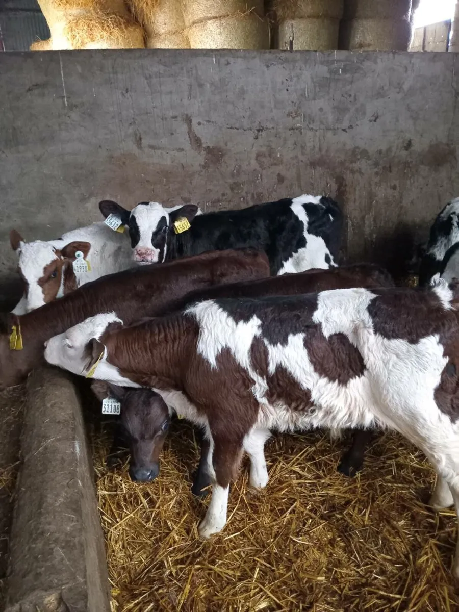 8 smashing continental bull calves - Image 3