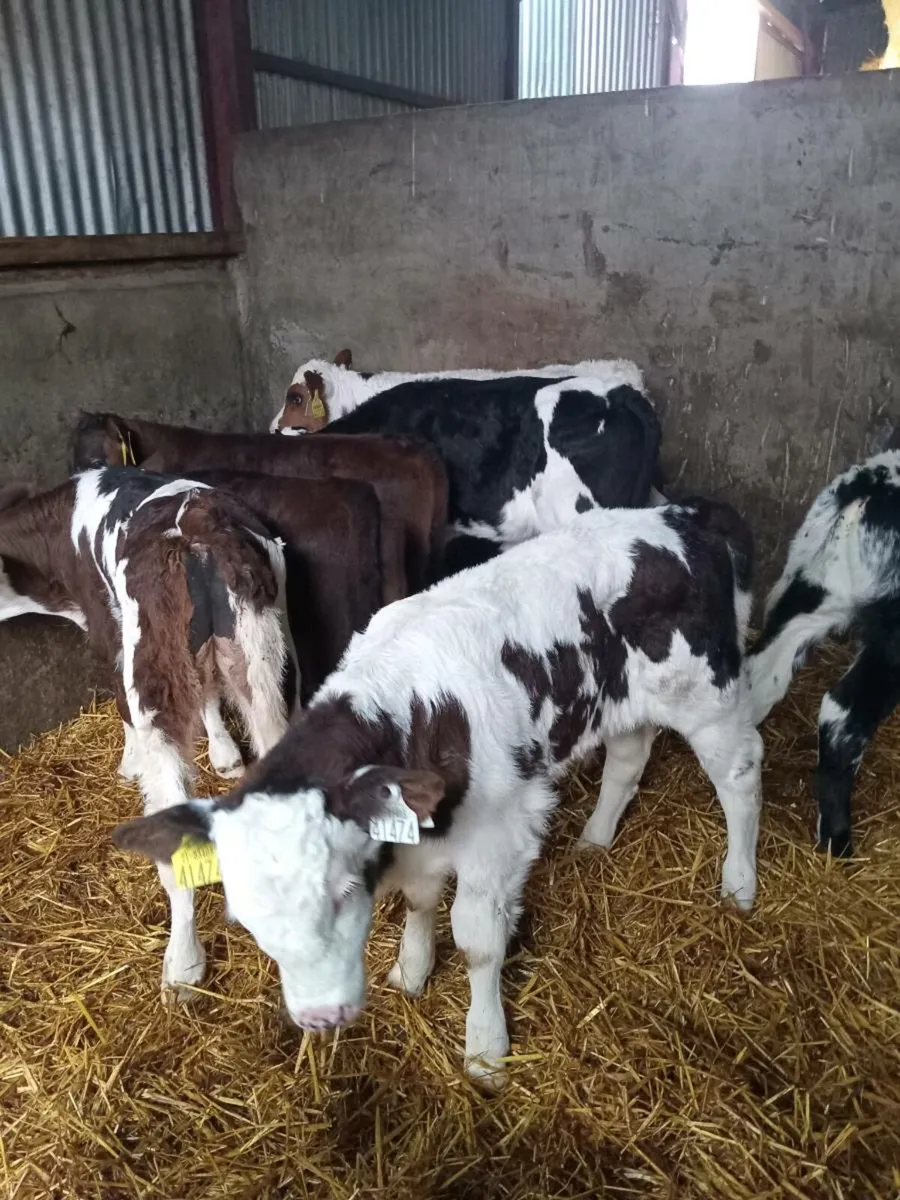 8 smashing continental bull calves - Image 4