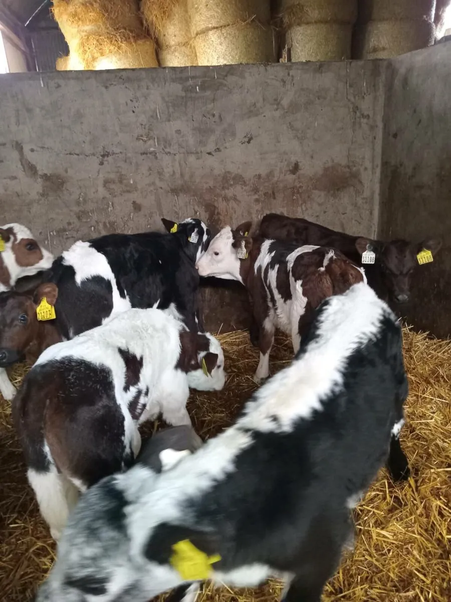8 smashing continental bull calves - Image 1