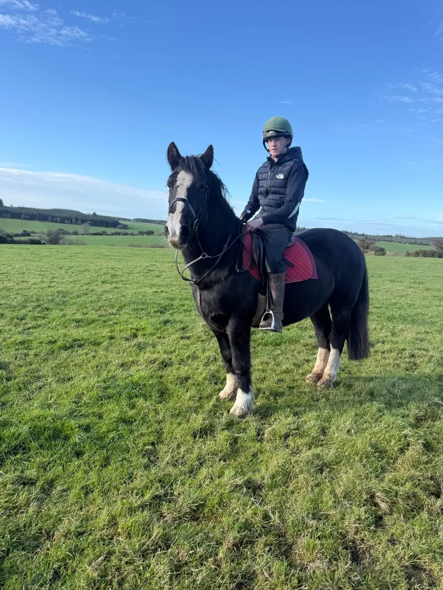 8 yo childs pony - Image 2