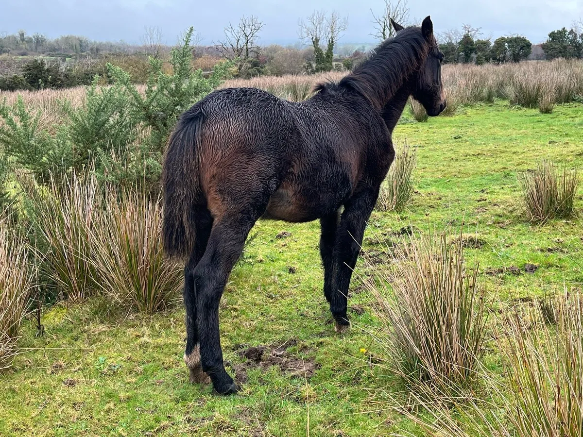 *MARE AND FOAL* - Image 3