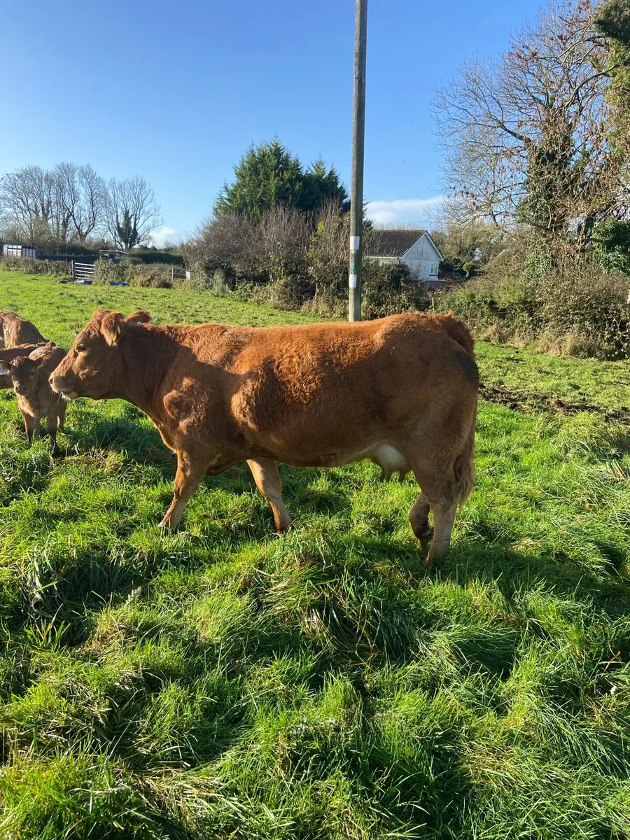 Cow and calf for sale ballinasloe 8th Nov - Image 1