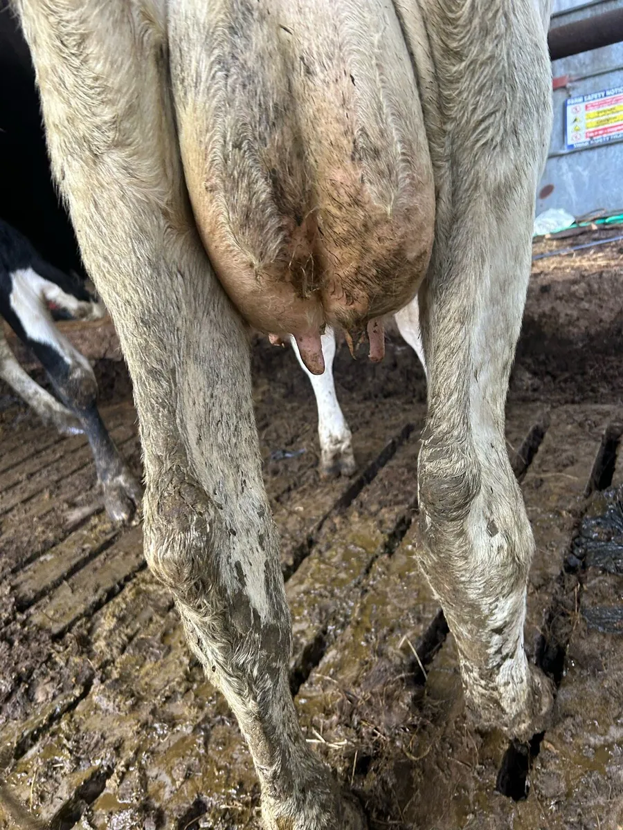 Cow to rear calves - Image 2