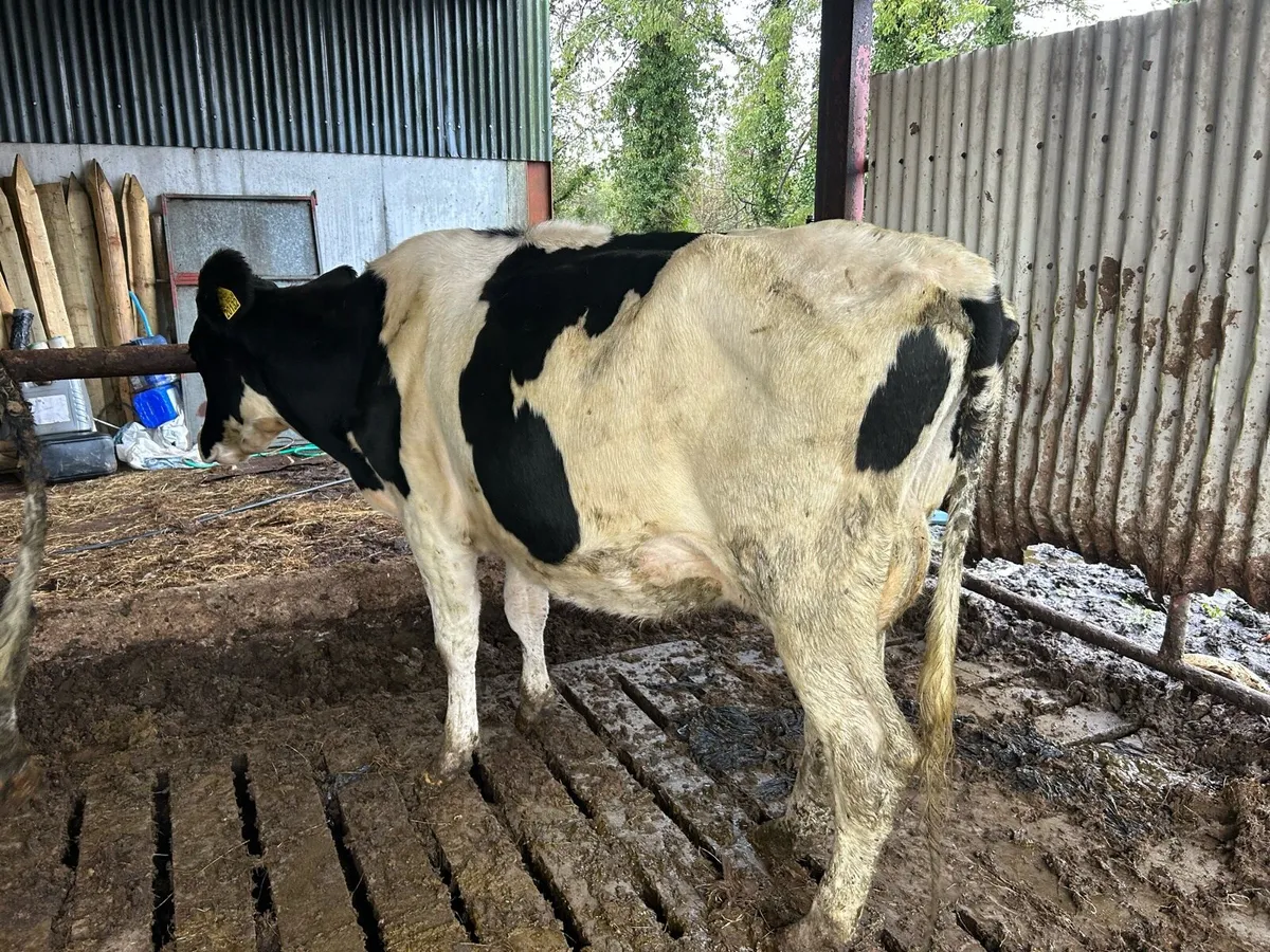 Cow to rear calves - Image 1