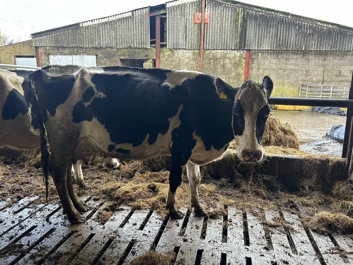 Cow to rear calves - Image 3