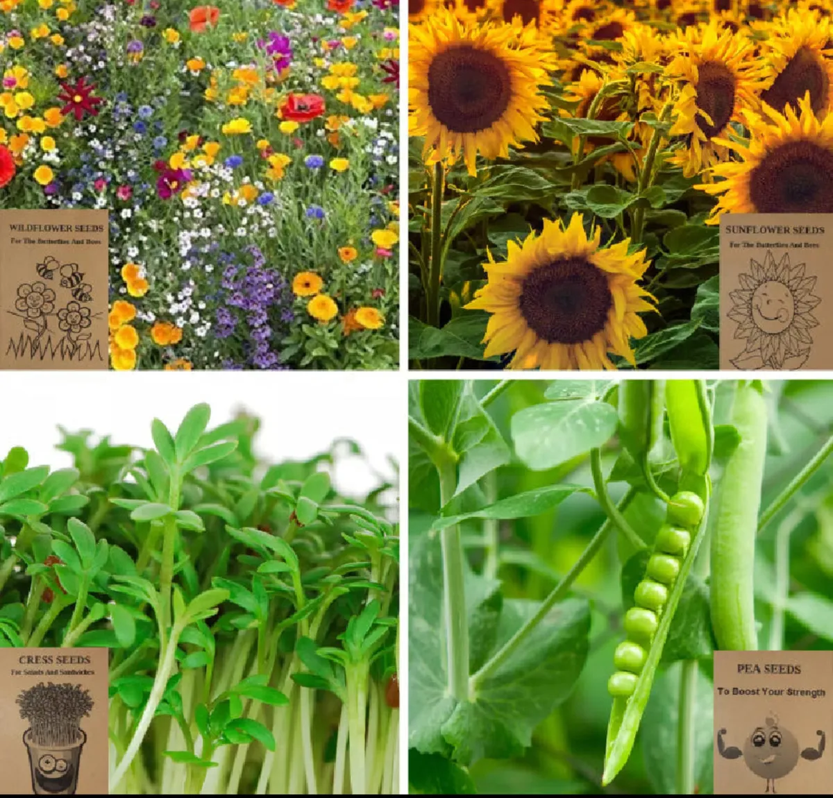 Grow Your Own Seeds Kit for Kids - Image 3