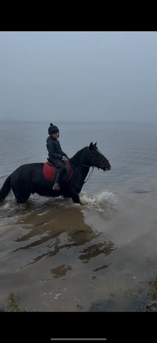 8 yo childs pony - Image 3