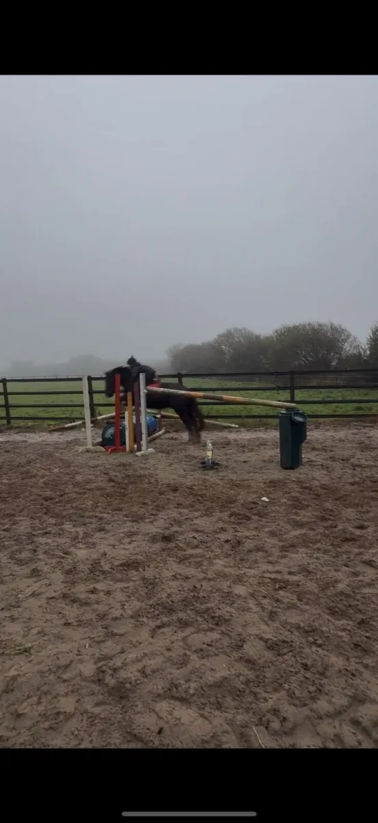 8 yo childs pony - Image 4