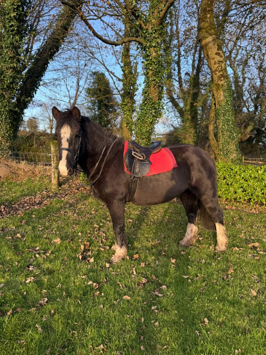 8 yo childs pony - Image 1