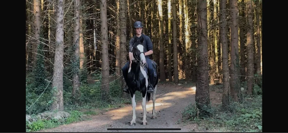 Horse for sale - Image 3